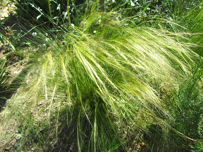 IMG_2203 (Populus tremuloides).jpg