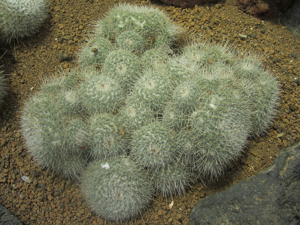 Mammillaria geminispina