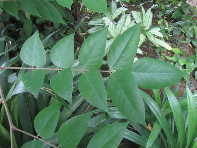 IMG_2203 (Populus tremuloides).jpg