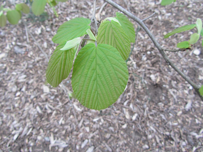 IMG_2203 (Populus tremuloides).jpg