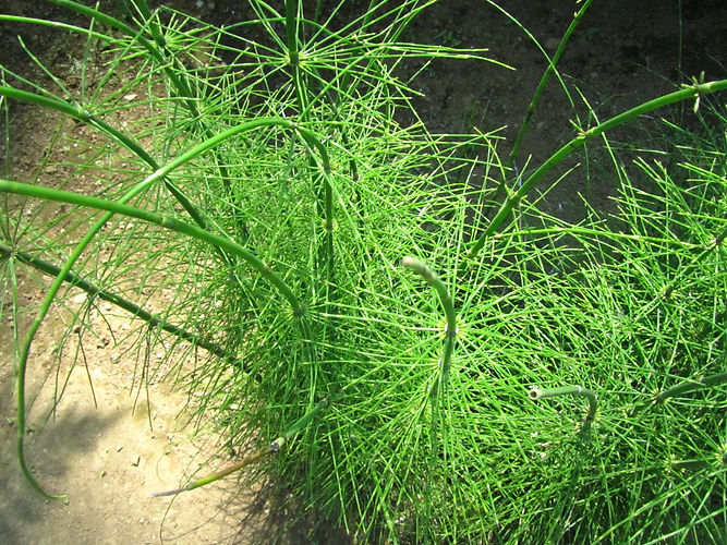 IMG_2203 (Populus tremuloides).jpg