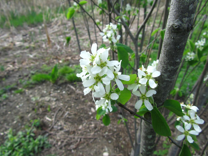 IMG_2203 (Populus tremuloides).jpg