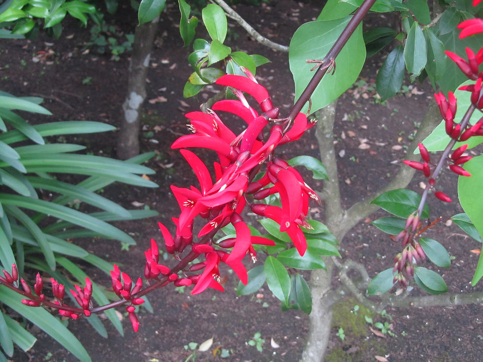 Erythrina x bidwillii