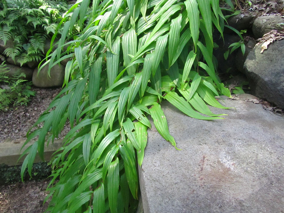 Tricyrtis macranthopsis