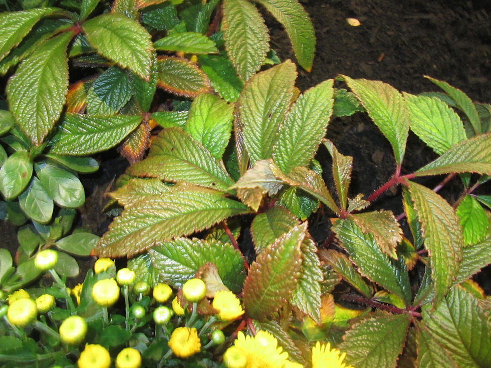 Rodgersia pinnata 'Superba'