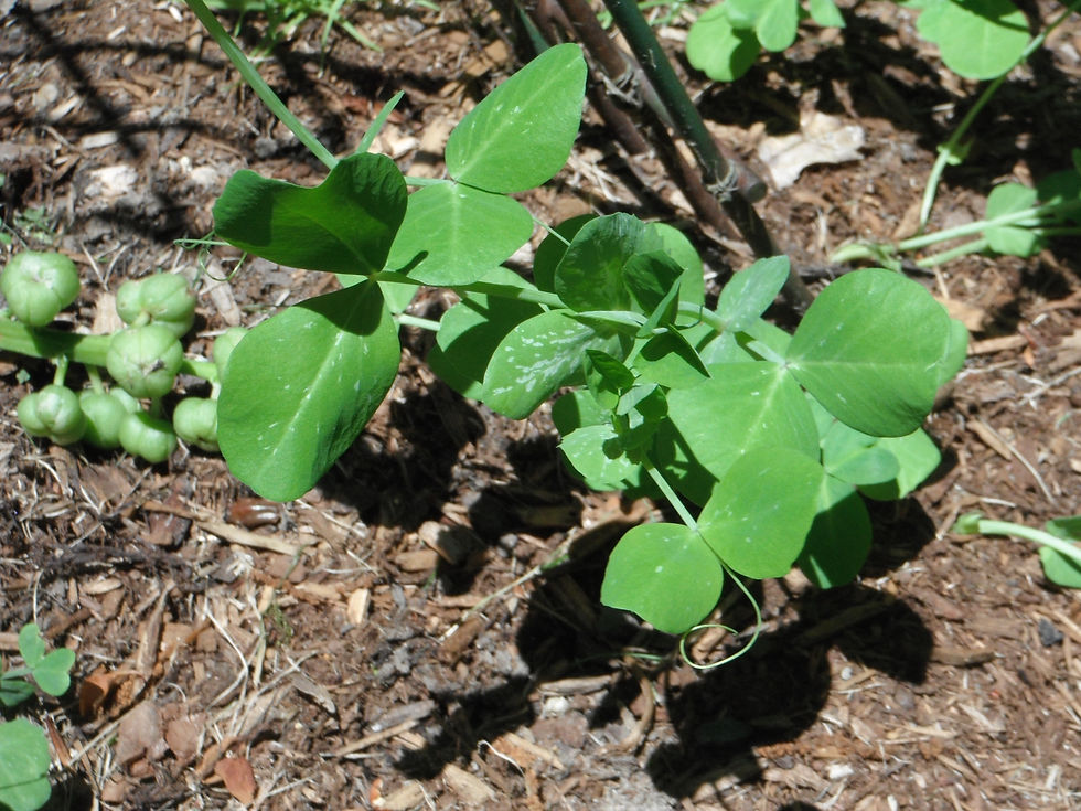 Pisum sativum ssp. saccharatum