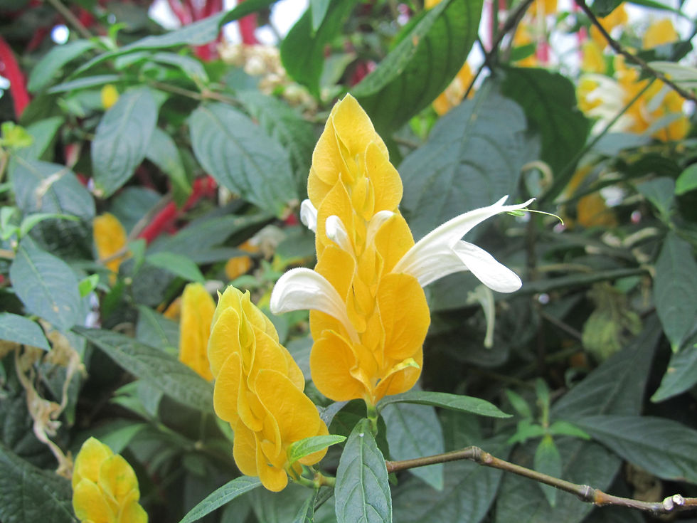 Pachystachys lutea