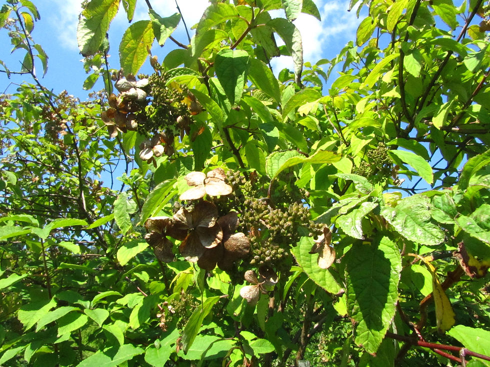 Hydrangea bretschneideri