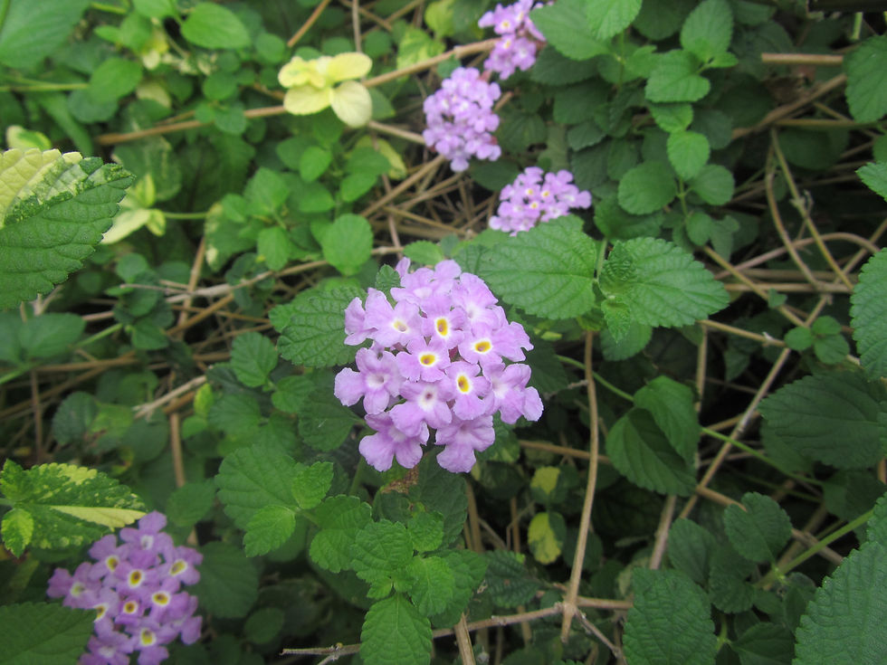 Lantana montevidensis 'Variegata'