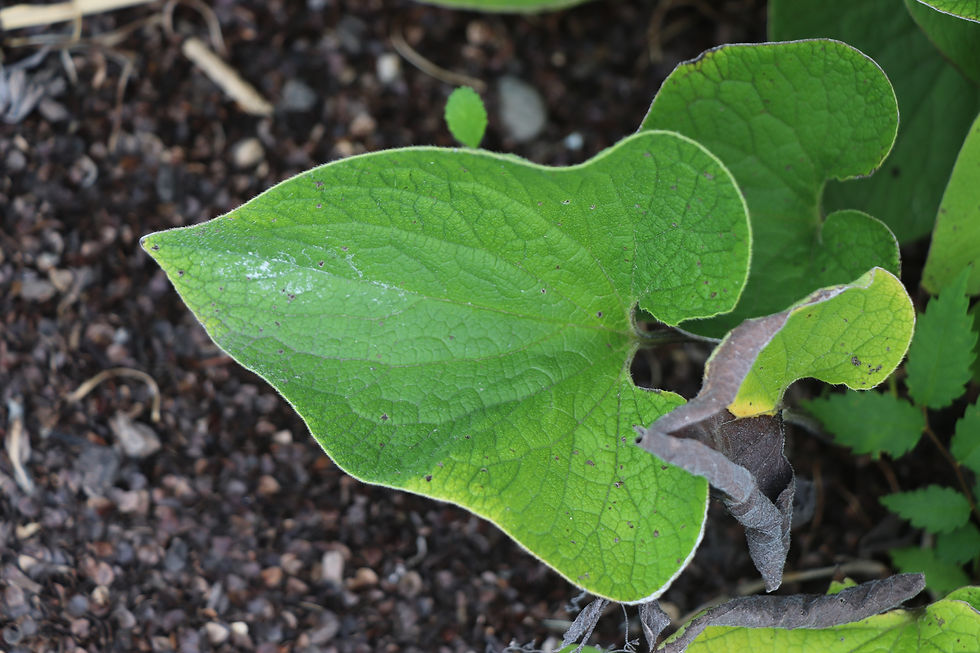 Brunnera macrophylla