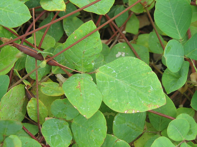 IMG_2203 (Populus tremuloides).jpg