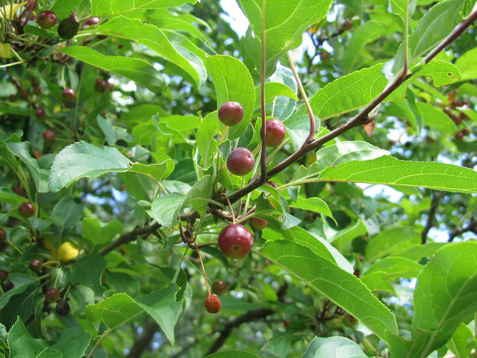 Malus baccata