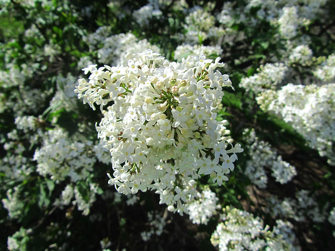 IMG_2203 (Populus tremuloides).jpg