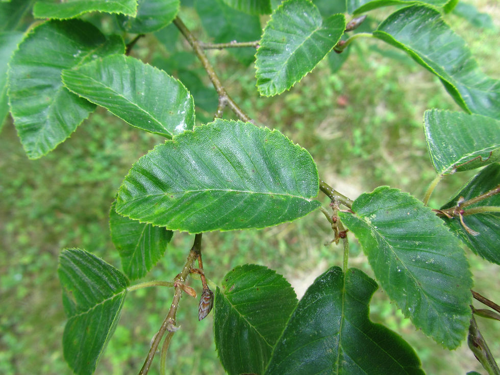 Carpinus monbeigiana