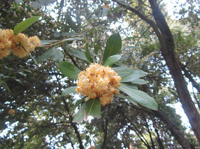 IMG_2203 (Populus tremuloides).jpg