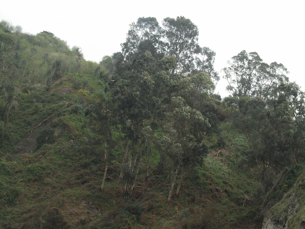 Eucalyptus globulus