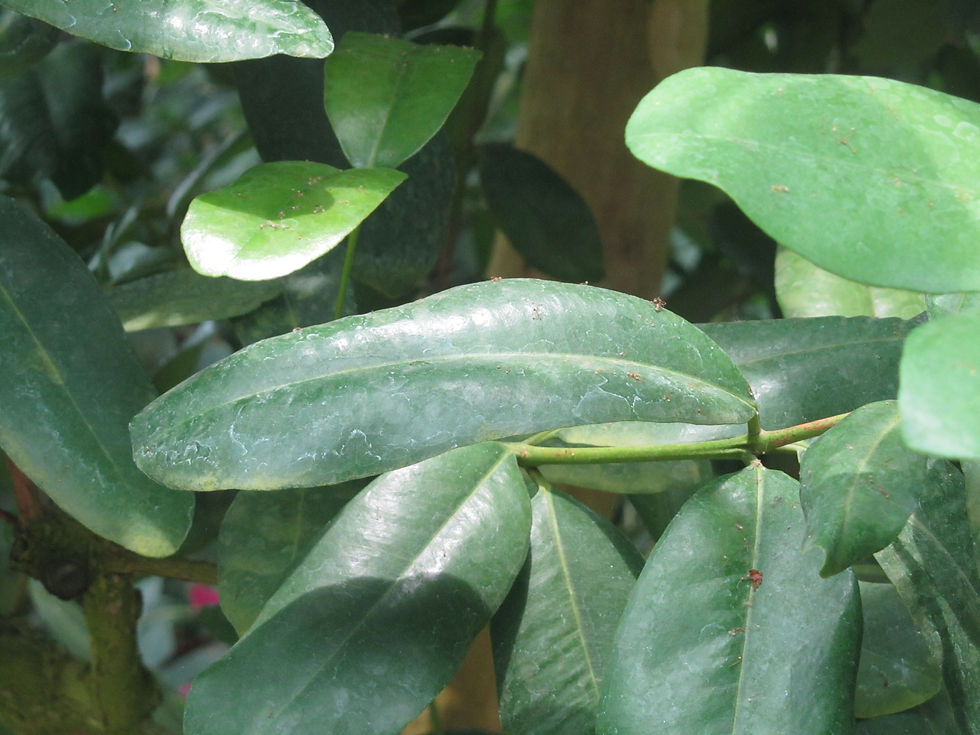 Pimenta racemosa