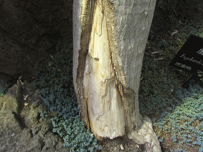 IMG_2203 (Populus tremuloides).jpg