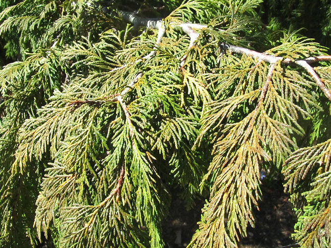 IMG_2203 (Populus tremuloides).jpg
