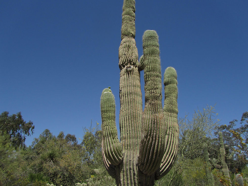 Carnegiea gigantea
