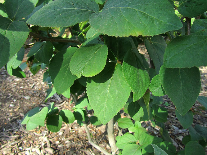 IMG_2203 (Populus tremuloides).jpg