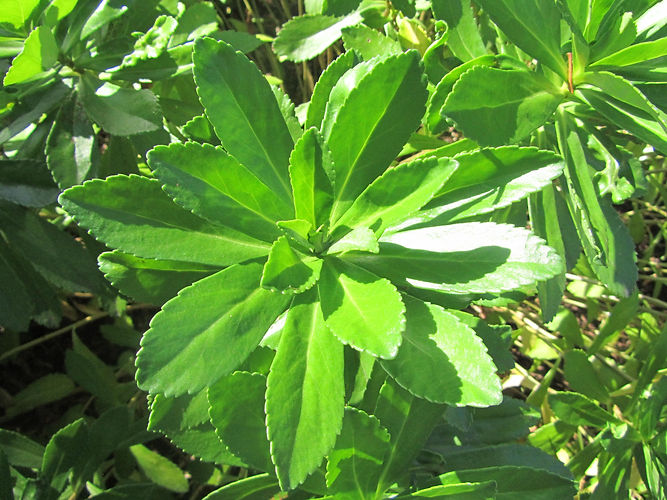 IMG_2203 (Populus tremuloides).jpg