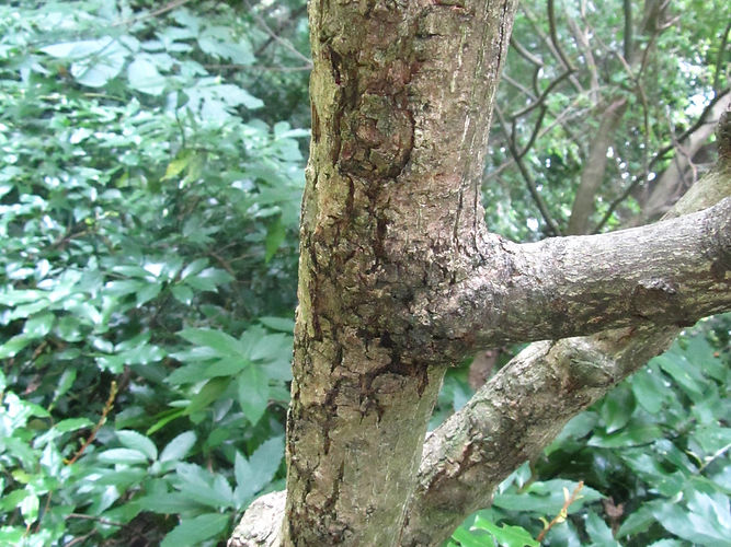 IMG_2203 (Populus tremuloides).jpg