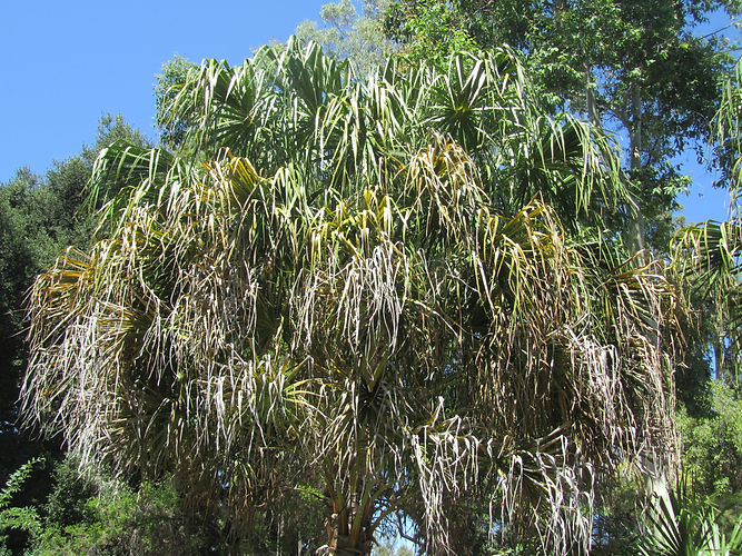 IMG_2203 (Populus tremuloides).jpg