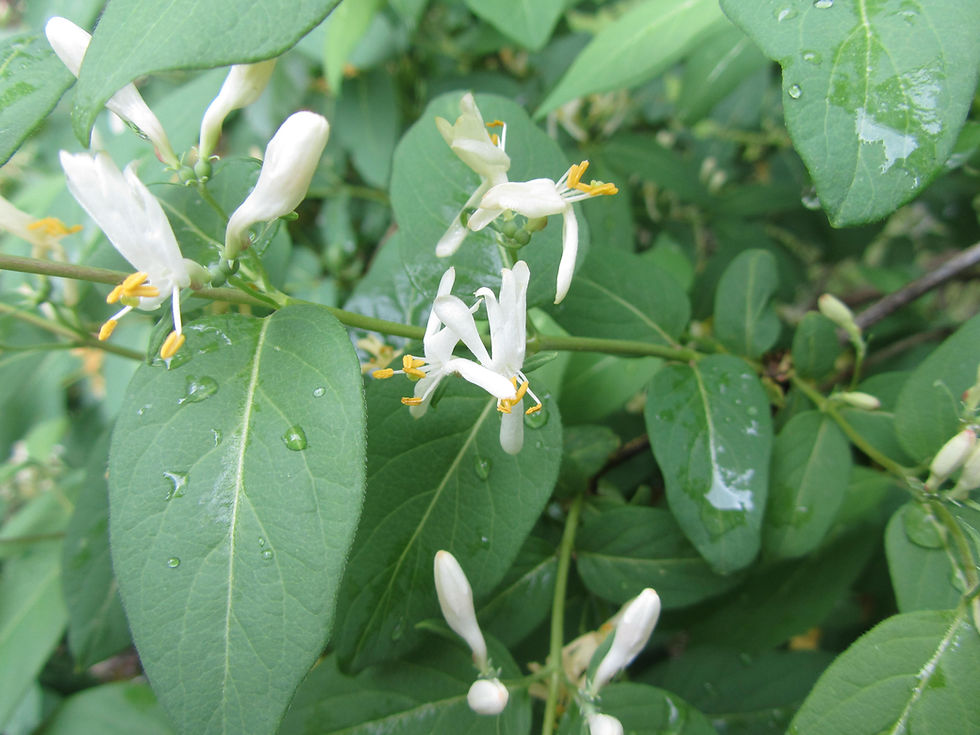 Lonicera x salicifolia