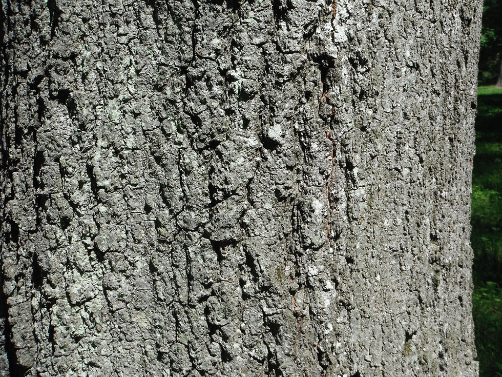 Quercus ellipsoidalis