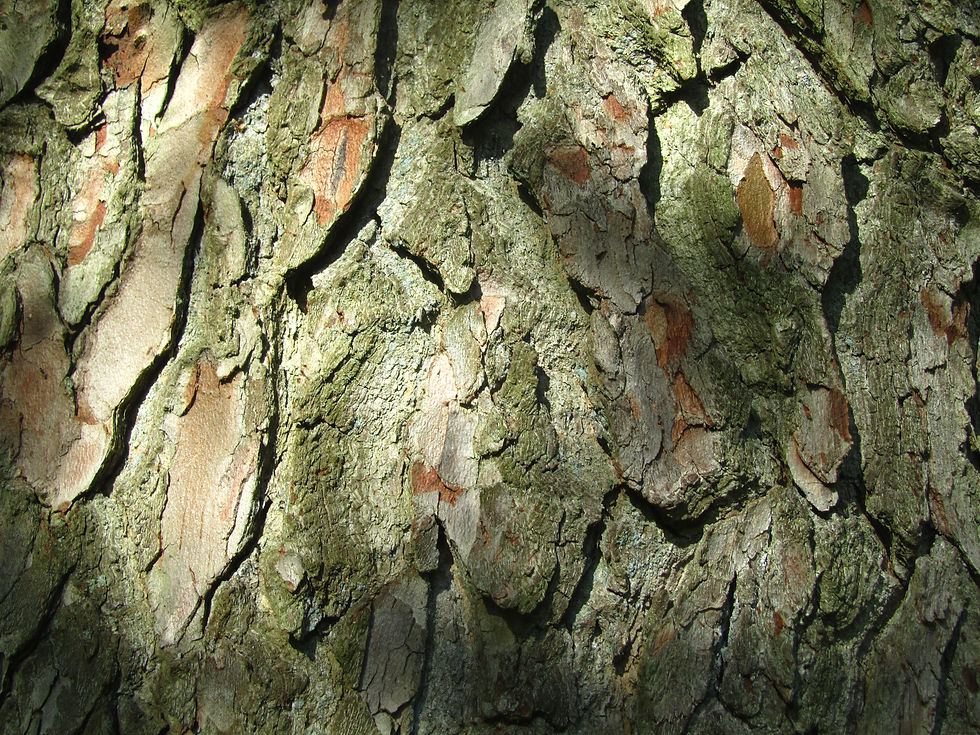 Pseudolarix amabilis
