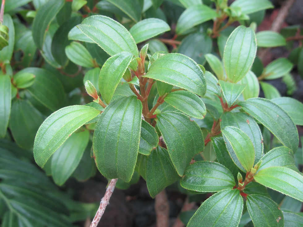 Melastoma tetramerum