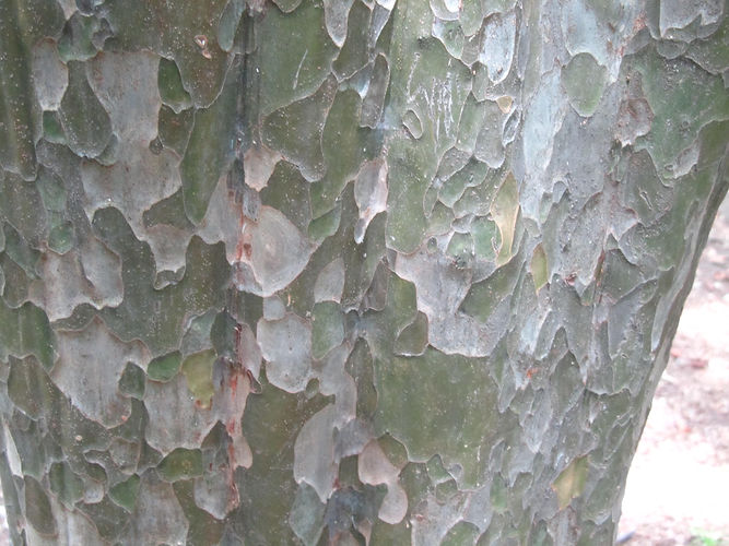 IMG_2203 (Populus tremuloides).jpg