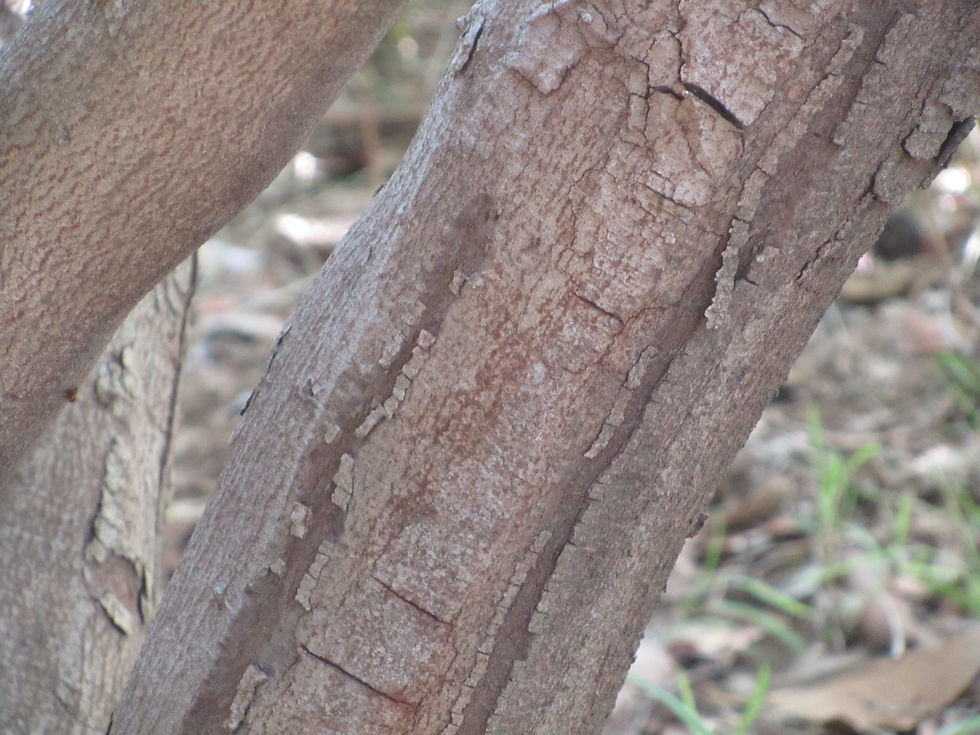 Distylium racemosum