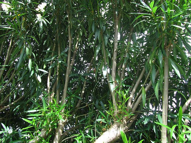 IMG_2203 (Populus tremuloides).jpg