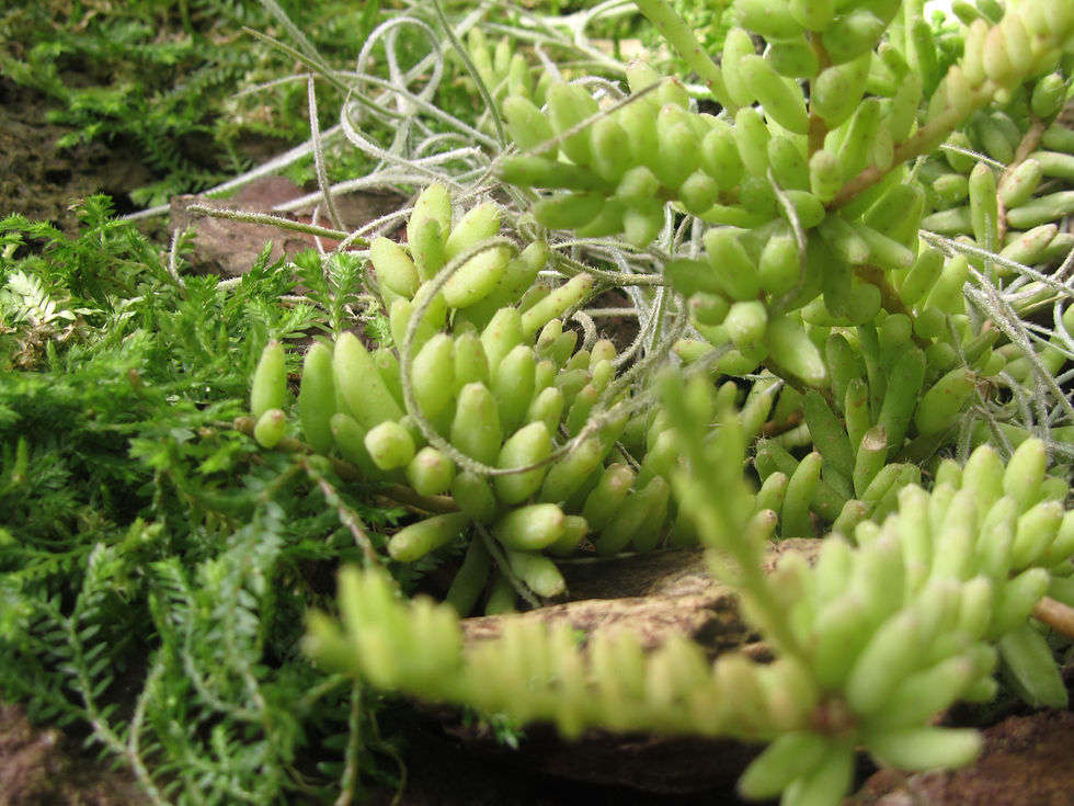 Rhipsalis mesembryanthemoides