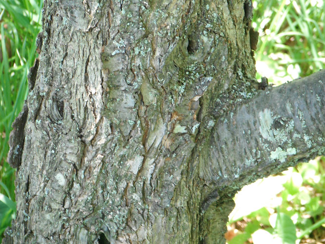 IMG_2203 (Populus tremuloides).jpg