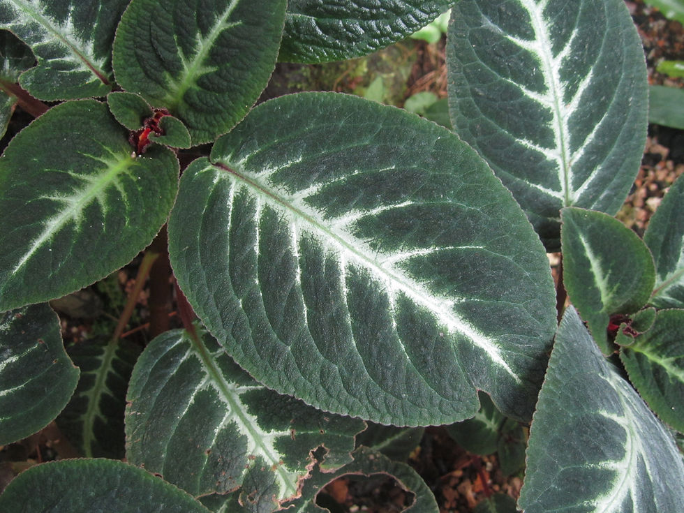 Corytoplectus speciosus