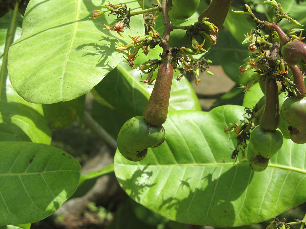 Anacardium occidentale