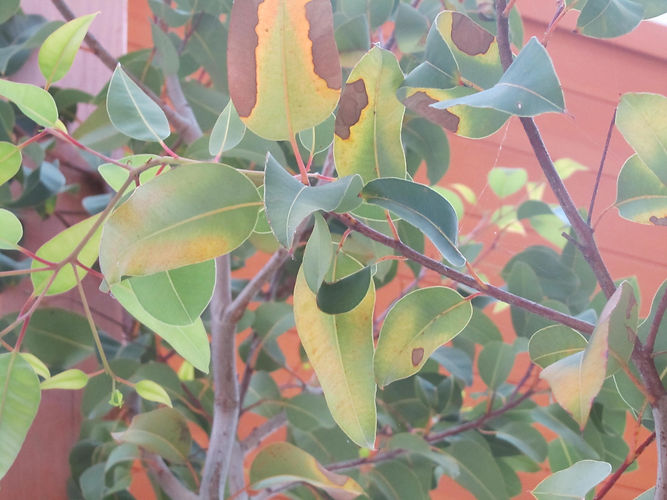 IMG_2203 (Populus tremuloides).jpg