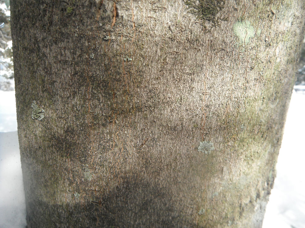 Magnolia virginiana
