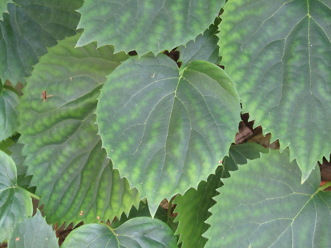 IMG_2203 (Populus tremuloides).jpg