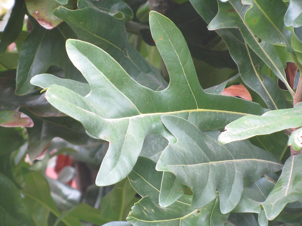 Stenocarpus sinuatus
