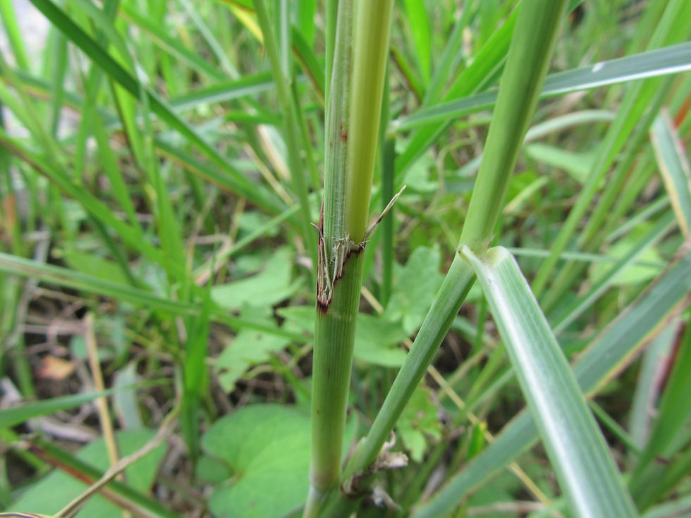 Sorghum halepense