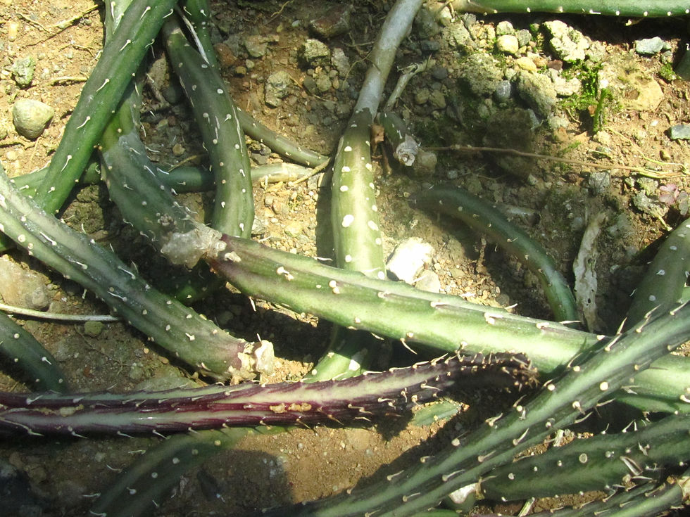 Kleinia stapeliiformis