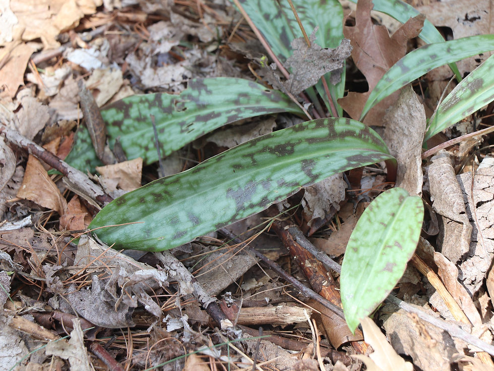 Erythronium americanum