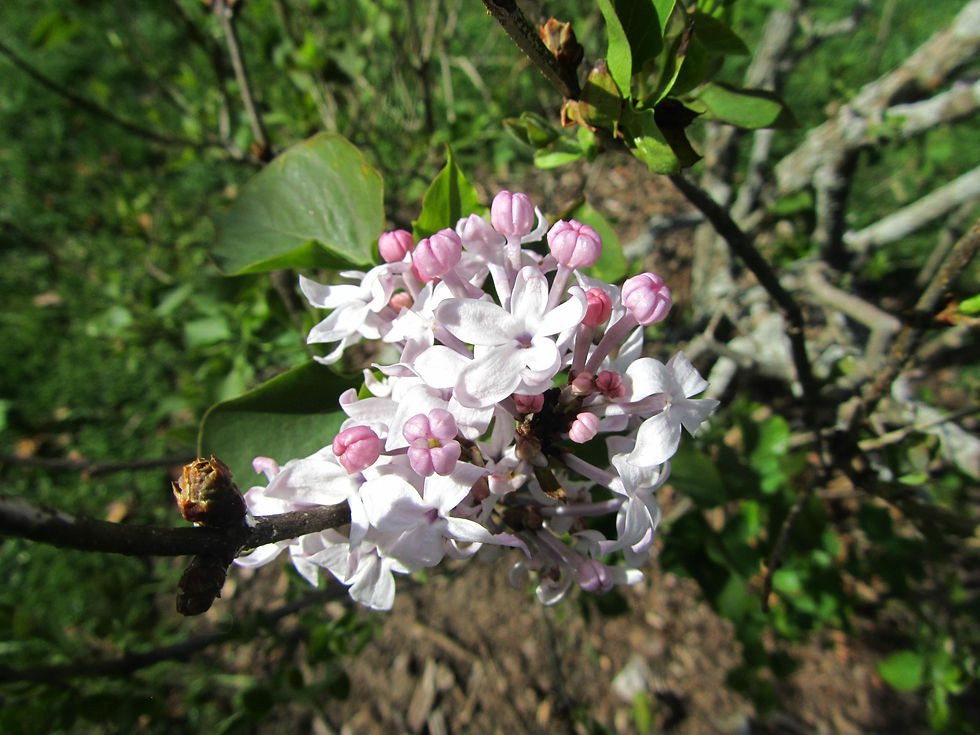 Syringa oblata ssp. dilatata