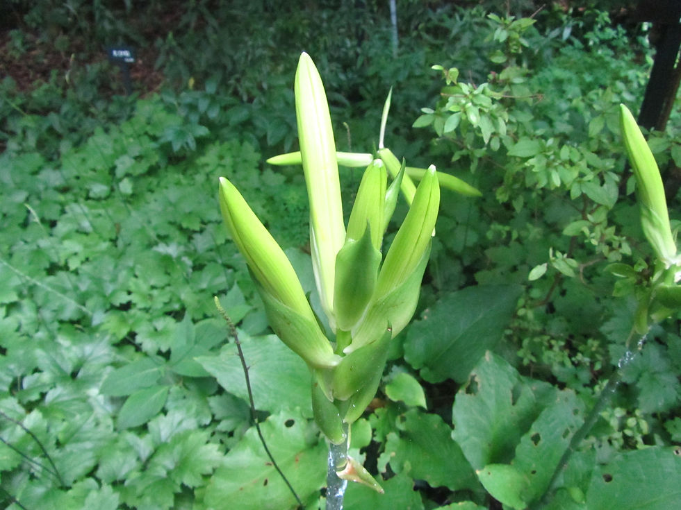 Cardiocrinum cordatum