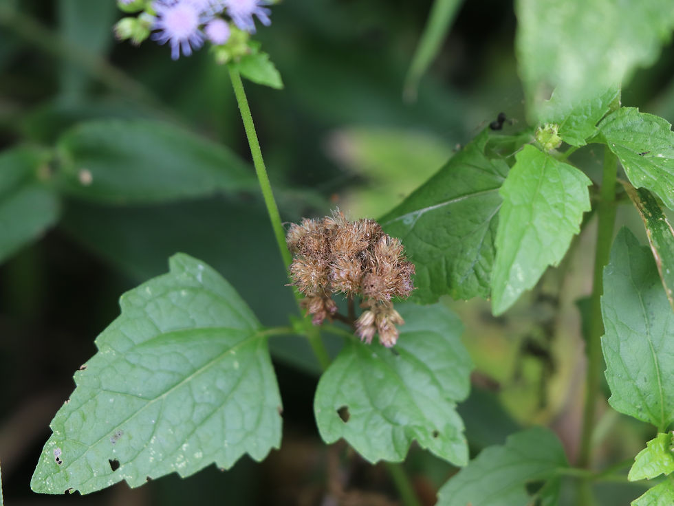 Conoclinium coelestinum