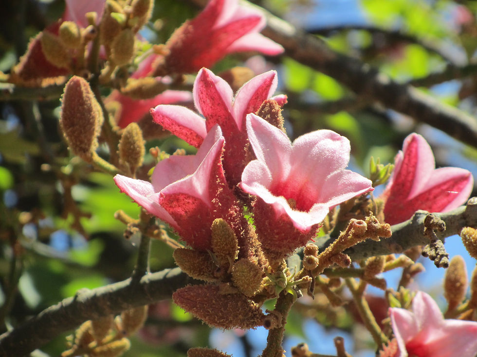 Brachychiton discolor